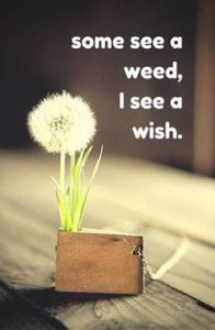 Word-art with a dandelion that says "Some see a weed, I see a wish."