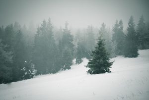 Fog rising over snow and trees.