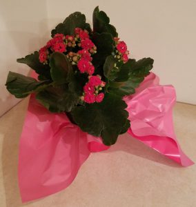 Kalanchoe plant with red blooms in a small pot with red tissue paper.