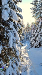Snowy path between tall conifers.