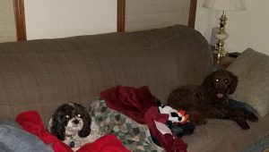 Two dogs looking comfy on the couch with blankets and pillows.