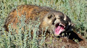 Badger showing its teeth.