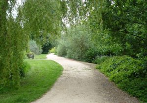 Path surrounded by greenery in a park.