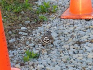 Nesting killdeer on a gravel path between two traffic cones.