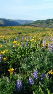 Wildflowers on a plateau in summer.