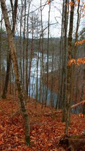 Photo of bare trees and fallen red leaves with a frozen river in the background.