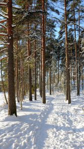 Sunlit path through snow in a forest.