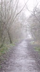 Foggy path through bare trees in a park.