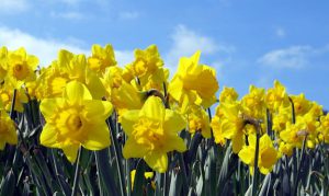 Photo of daffodils under blue sky.