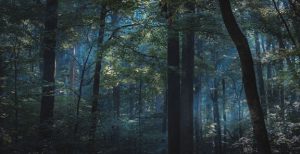 Photo of a dark forest with a smoky blue glow.