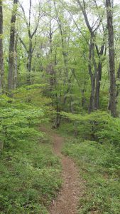Photo of a hiking trail in springtime.