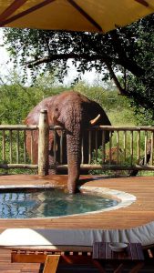 Elephant with its trunk in a pool.