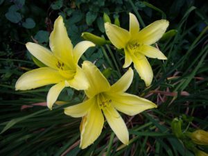 Yellow lilies with a dark background.