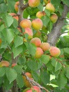Apricots on a tree.
