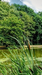 Pond with cattails in foreground.