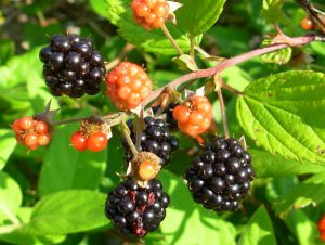 Blackberries ready to be picked.