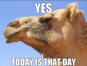 Word-art with a camel saying "Yes, today is that day."