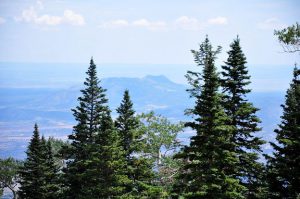 Tall conifers overlooking a valley.