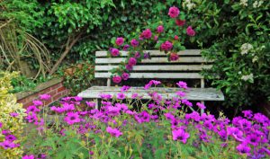 Garden bench with roses and other flowers.