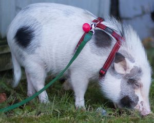 Miniature pig on a leash.