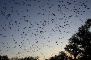 Photo of bats flying at dusk.