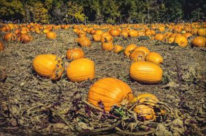 Pumpkin field with trees in background.