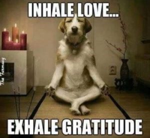 Word-art with a dog in a meditation pose that says "Inhale love... exhale gratitude."