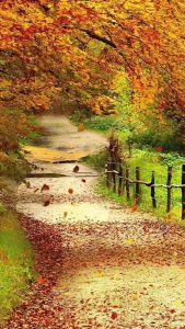 Autumn leaves falling on a country lane.