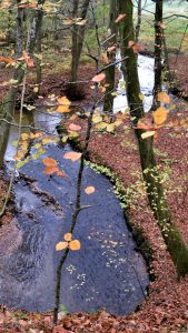 Winding stream with autumn trees.