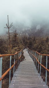 Steps leading down through a foggy brown forest.