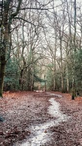 Muddy path through winter woods.