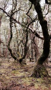 Moss-covered trees with leaf buds opening in a forest.