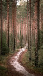 Winding path through a forest.