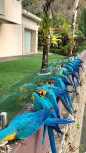 Flock of wild parrots sitting on a wall in Venezuela.