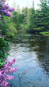 Michigan river landscape with flowers and trees