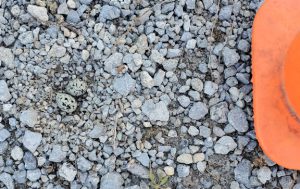 Killdeer nest in gravel with two eggs.