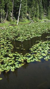 Photo of a lake with lily pads.