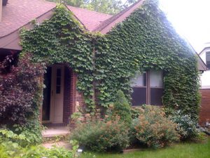 Photo of house with ivy on the front walls.