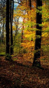 Woods with autumn foliage.