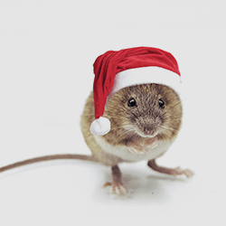 Mouse in a Christmas hat.