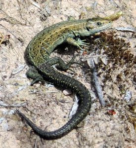 Lizard with body and tail curling in opposite directions.