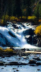 Small waterfall in a forest.