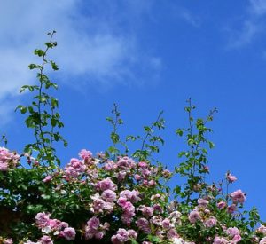 Photo of pink climbing roses and mostly blue sky.