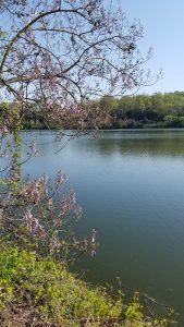 Photo of Melton Lake, Tennessee, with a tree blooming by the water.