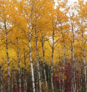 Photo of birch trees with yellow leaves.