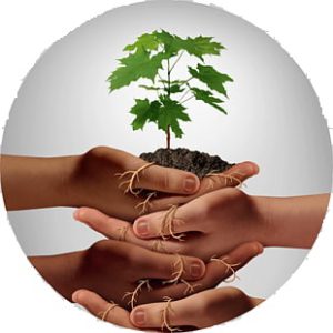 Image of hands holding a seedling.