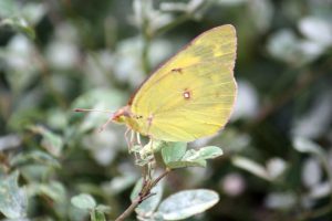 Common yellow butterfly on a leaf.