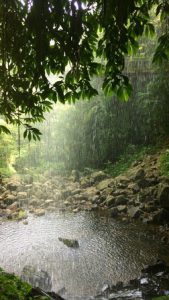 Photo of leafy green trees on a rainy day.