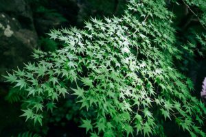 Japanese maple leaves in sunlight.