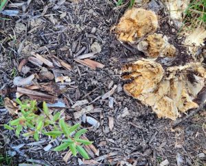 Photo of a willow sapling next to the rotted base of a stump.